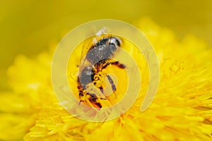 Bee on a yellow dandelion flower