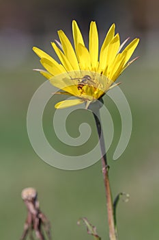 Bee on yellow dandelion flower