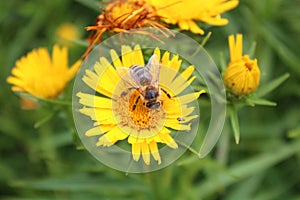 A bee on a yellow dandelion flower