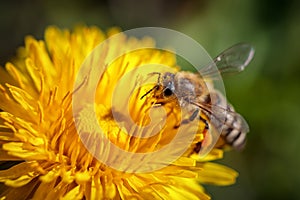 Bee on a yellow dandelion flower collecting pollen and gatherin