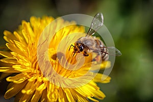 Bee on a yellow dandelion flower collecting pollen and gatherin