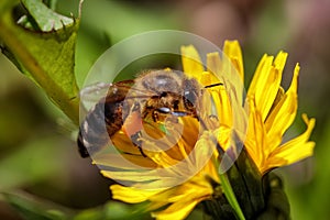 Bee on a yellow dandelion flower collecting pollen and gatherin