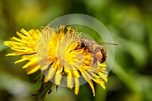 Bee on a yellow dandelion flower collecting pollen and gatherin