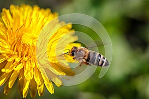 Bee on a yellow dandelion flower collecting pollen and gatherin