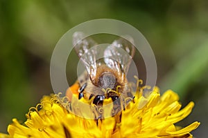 Bee on a yellow dandelion flower collecting pollen and gatherin