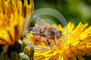 Bee on a yellow dandelion flower collecting pollen and gatherin