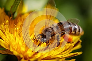 Bee on a yellow dandelion flower collecting pollen and gatherin