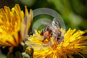 Bee on a yellow dandelion flower collecting pollen and gatherin