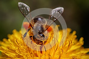 Bee on a yellow dandelion flower collecting pollen and gatherin