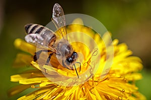 Bee on a yellow dandelion flower collecting pollen and gatherin