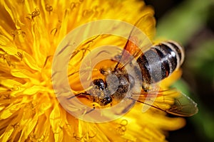 Bee on a yellow dandelion flower collecting pollen and gatherin