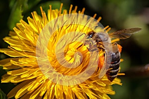 Bee on a yellow dandelion flower collecting pollen and gatherin