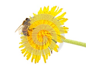 Bee on a yellow dandelion