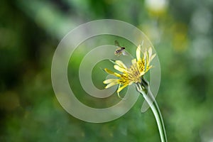 Bee on a yellow dandelion, macro photo. Insect pollinates a plant