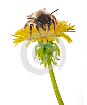 Bee and yellow dandelion on white