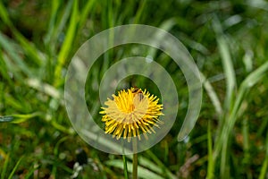 A bee on yellow dandelions in nature