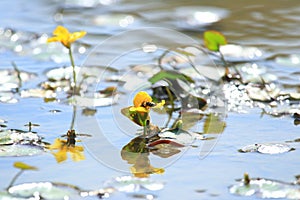 Bee on yellow floating heart; beautiful marsh flowers