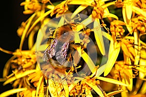 Bee on yellow flover