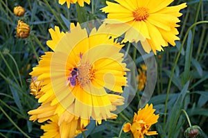 Bee on yellow flower