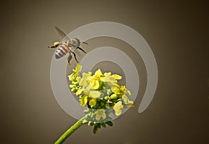 Bee yellow flower