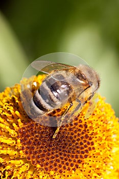 Bee on a yellow flower