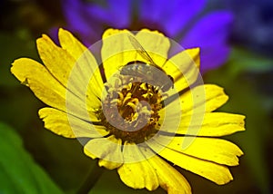 Bee on yellow flower