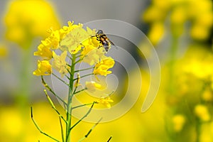 Bee on Yellow Flower