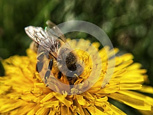 Bee yellow flower