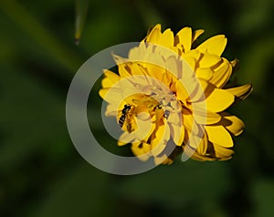 Bee yellow flower