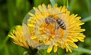 Honigbiene auf der blume 