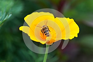 Bee on yellow flower