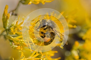 Bee On Yellow Flower