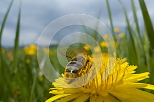 Bee on yellow flower