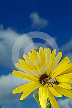 Bee on yellow flower