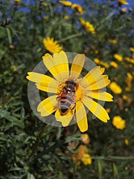 Bee on yellow flower