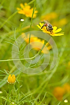 Bee yellow flower