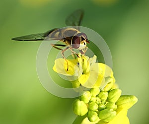 Bee on yellow flower