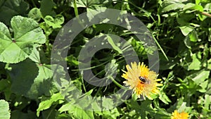 Bee on a yellow flower