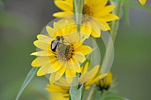 Bee on yellow flower