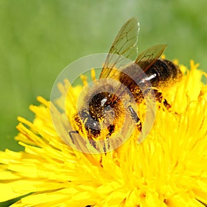 Bee on yellow flower