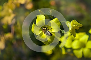 The Bee On The Yellow Flower Of The Brassica napus In The Field, Rutabaga