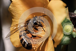Bee on yellow flower