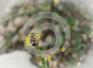 bee on yellow flower colect and enjoy the nectar .