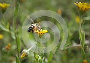 Bee on yellow flower colect and enjoy the nectar