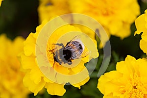 Bee on yellow flower, and collecting nectar
