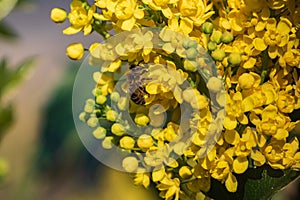 A bee on a yellow flower collects spring honey. A flowering plant of an evergreen shrub of Oregon grapes with feathery green