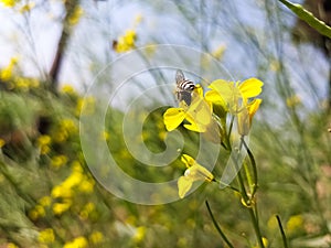 Bee on yellow flower for contacting honey