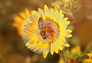 Bee on yellow flower of curly-top gumweed