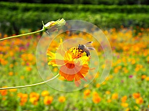 Bee with yellow flower on the field.