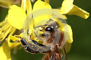 Bee on Yellow Flower